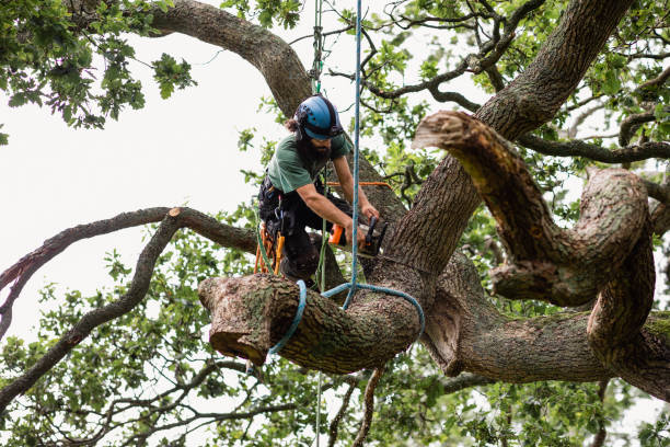 Best Stump Grinding and Removal  in USA